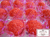 Brigadeiro de Morango (cento)